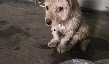 狗狗最新爆料视频播放下载,揭秘萌宠日常，下载观看笑翻天